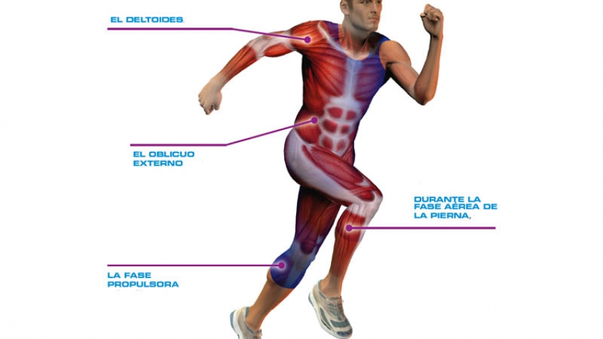 El cuerpo humano, diseñado para moverse